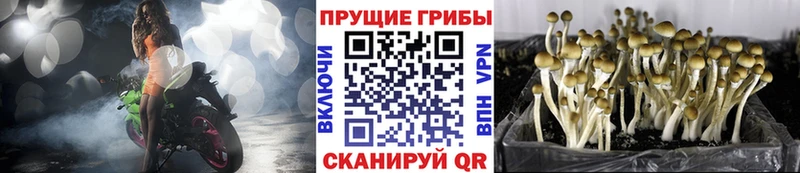 сколько стоит  Новочеркасск  Псилоцибиновые грибы Psilocybe 
